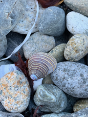 Calliostoma ligatum