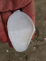 Tellinidae
