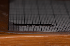 Kontikia ventrolineata