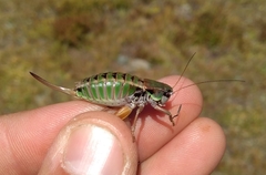 Anonconotus pusillus