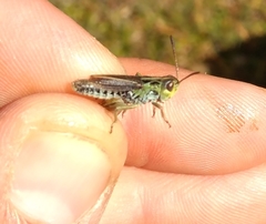 Stenobothrus ursulae