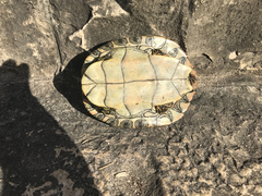 Pseudemys texana