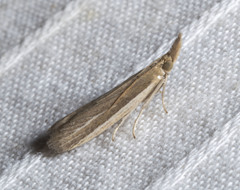 Tampa dimediatella