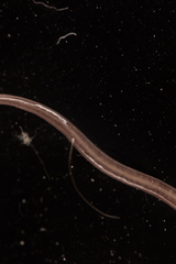 Kontikia ventrolineata