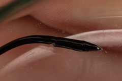 Kontikia ventrolineata