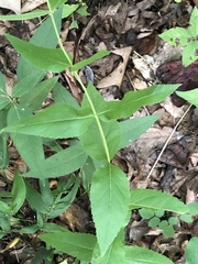 Eupatorium godfreyanum