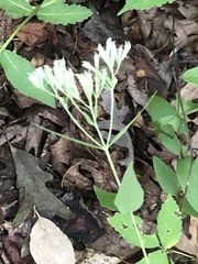 Eupatorium godfreyanum