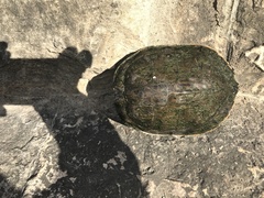 Pseudemys texana