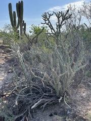 Cylindropuntia calmalliana