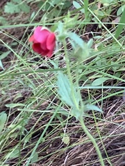 Potentilla thurberi