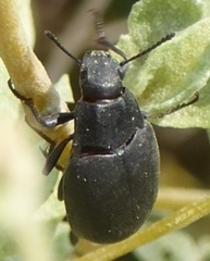 Bothrotes canaliculatus