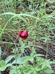 Potentilla thurberi