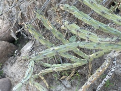 Cylindropuntia calmalliana