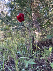 Potentilla thurberi