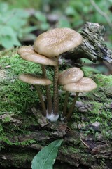 Mucidula