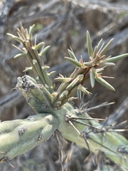 Cylindropuntia calmalliana