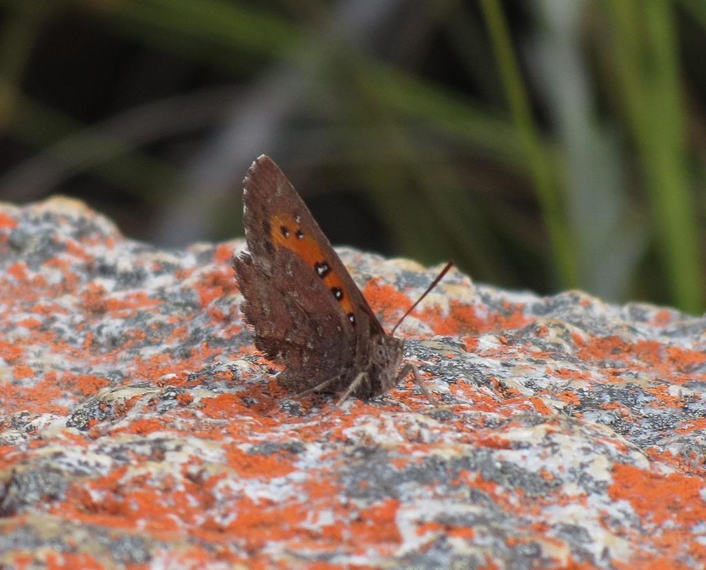 Depicta Copper