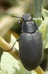 Bothrotes canaliculatus