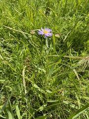 Symphyotrichum bracteolatum
