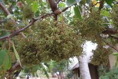 Antidesma venosum