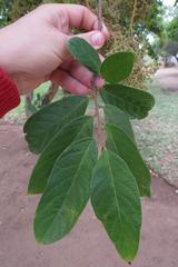 Antidesma venosum