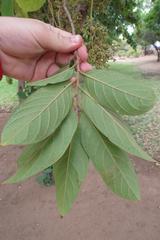 Antidesma venosum