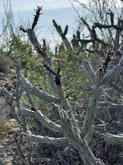 Cylindropuntia calmalliana