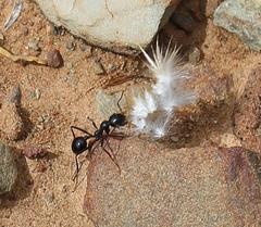 Messor capensis