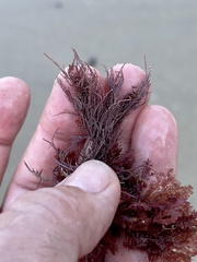 Lithothrix aspergillum