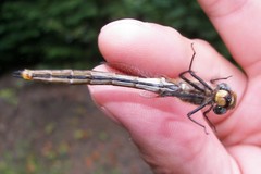 Somatochlora kennedyi