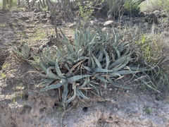 Agave cerulata subcerulata