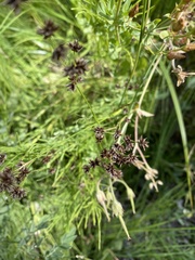 Juncus macrandrus