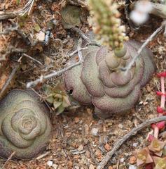 Crassula hemisphaerica