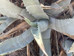 Agave cerulata subcerulata
