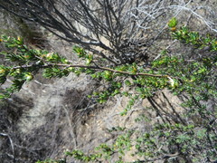 Cliffortia teretifolia
