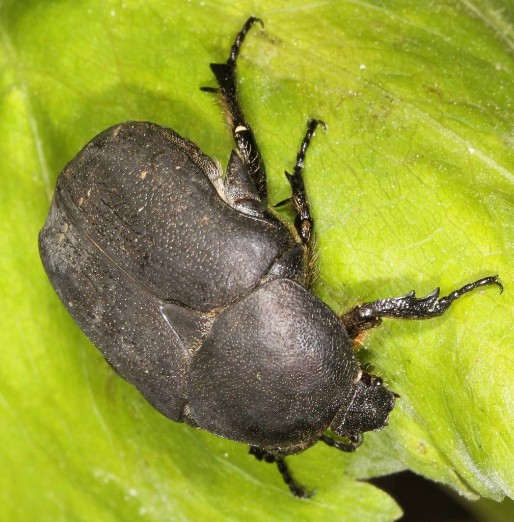 Protaetia vidua