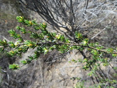 Cliffortia teretifolia