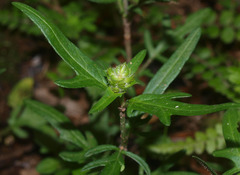 Prunella laciniata