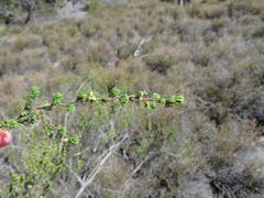 Cliffortia teretifolia
