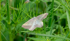 Lychnosea helveolaria