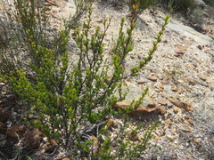 Cliffortia teretifolia