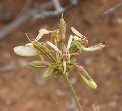 Pelargonium rapaceum