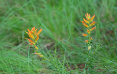 Castilleja patriotica