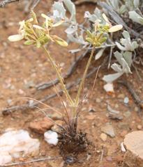 Pelargonium rapaceum