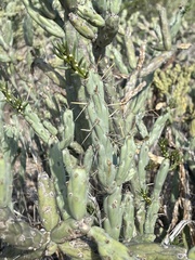 Cylindropuntia calmalliana