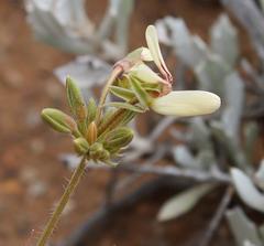 Pelargonium rapaceum