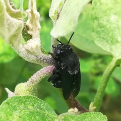 Amegilla violacea