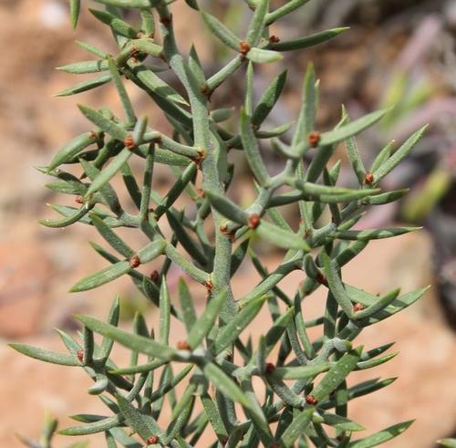 Asparagus striatus (L.f.) Thunb.