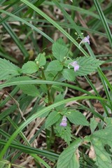 Impatiens furcillata