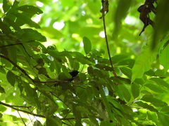 Microrhopias quixensis